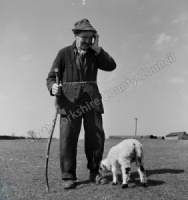 Shepherding, Pot Farm, Beckwithshaw